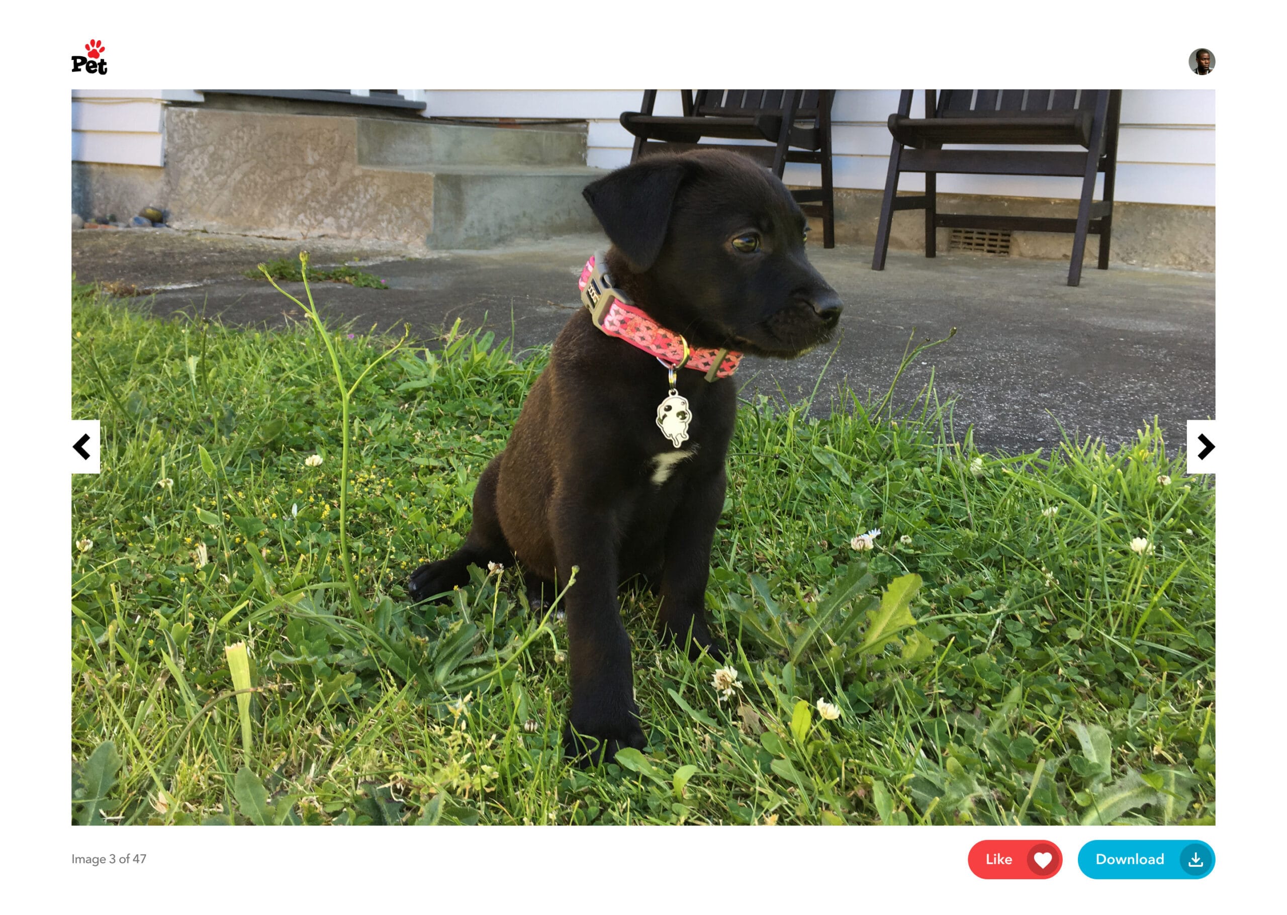 Web media viewer featuring a large photo slider showing a black puppy sitting on grass.
