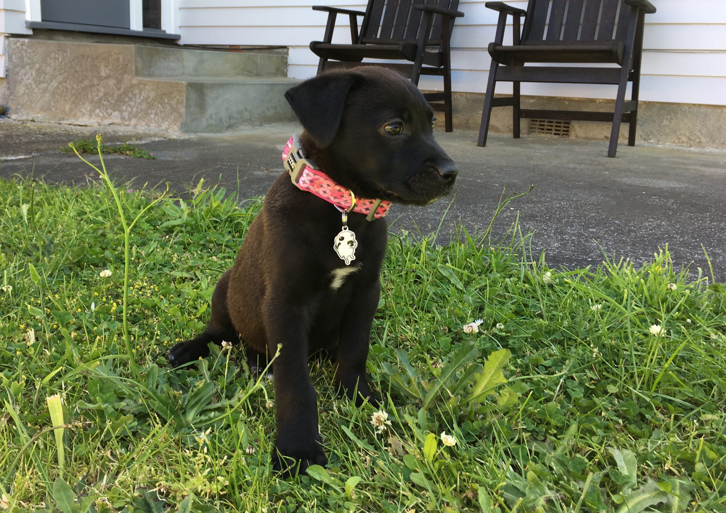 Small black Labrador puppy wearing a patterned collar sitting on a green lawn in front of a outdoor patio setting.